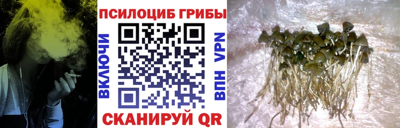 Псилоцибиновые грибы Magic Shrooms  Купить  Правдинск 